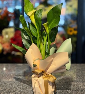 Sarı Gala Saksı Çiçeği