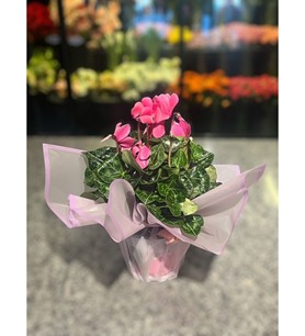 Pembe Sıklamen Çiçeği