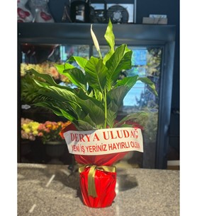 Sweet Benito, Concorde Orchids, Spatfilyum çeşitleri, Barış 