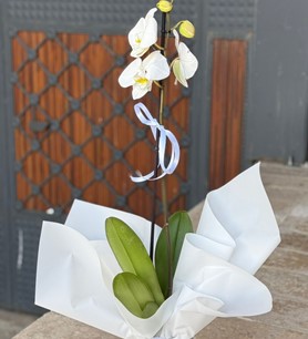 Tek Dallı Beyaz Orkide