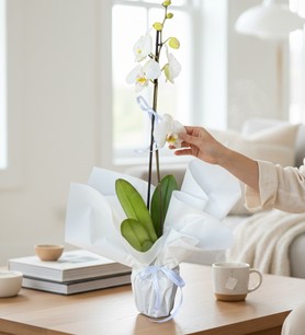 Tek Dallı Beyaz Orkide