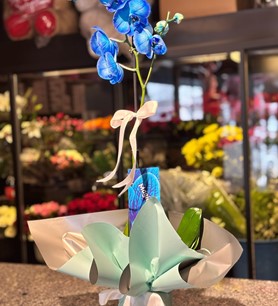 Tek Dallı Mavi Orkide