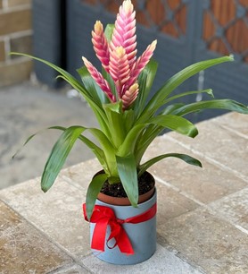 Turuncu virezya, vriesea orange, turuncu kılıç çiçeği, saksı