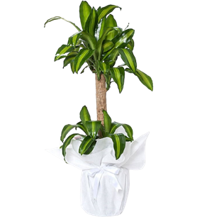 Yucca Massengena